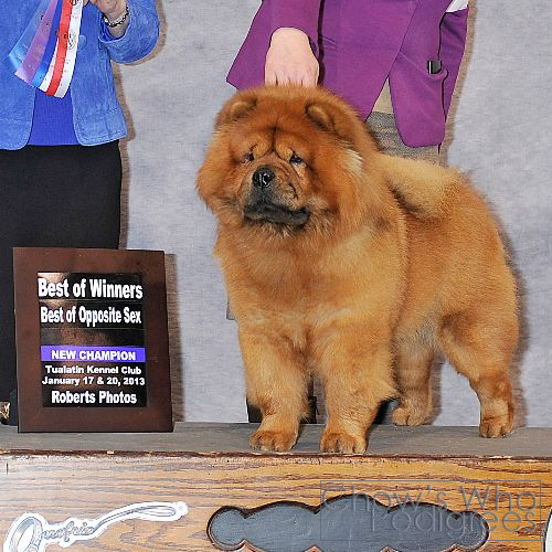 Chow's Who