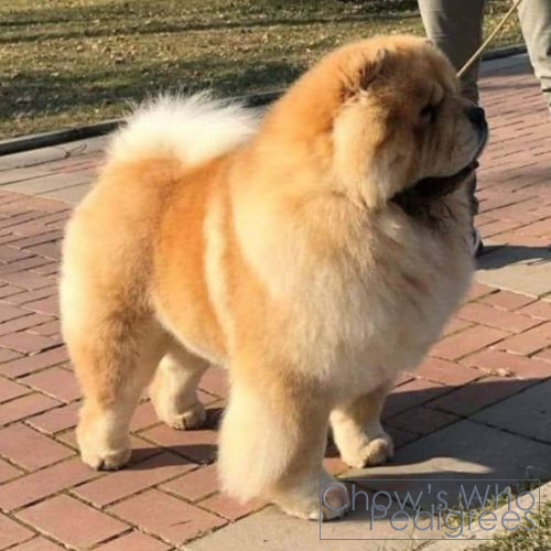 Chow's Who