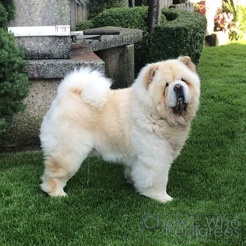 Chow's Who