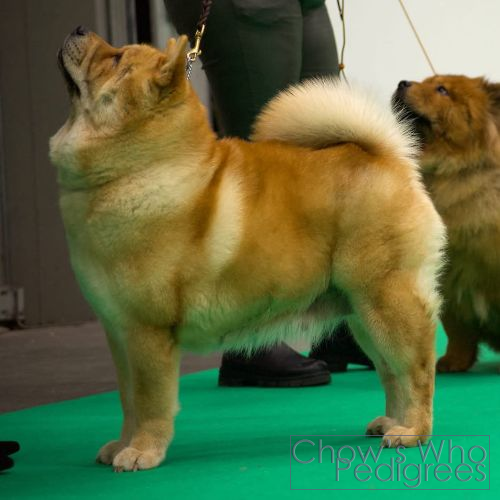 Chow's Who