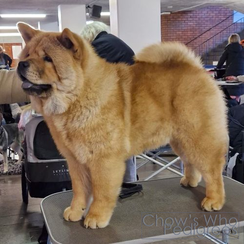 Chow's Who