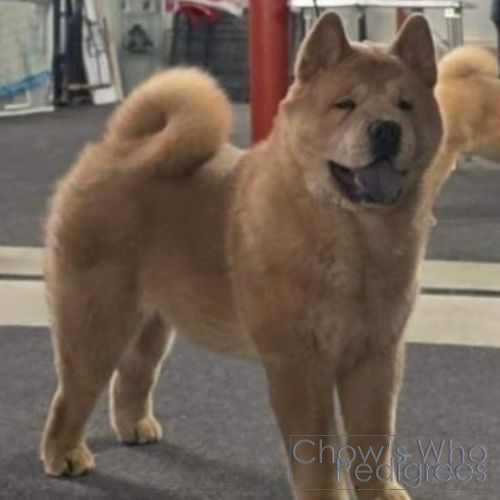 Chow's Who