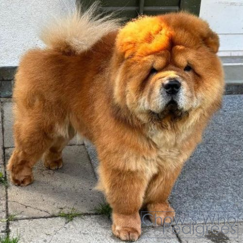 Chow's Who