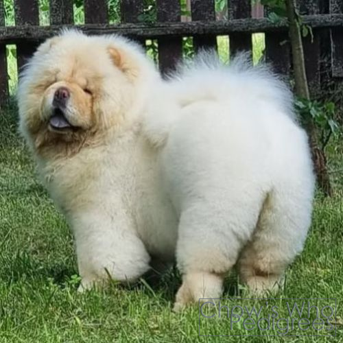 Chow's Who