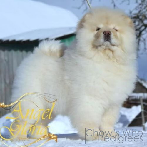 Chow's Who