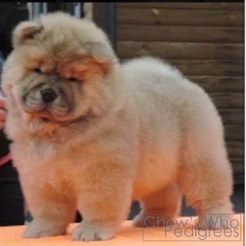 Chow's Who