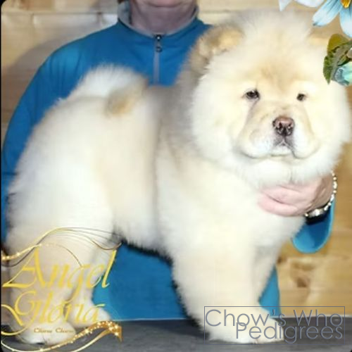 Chow's Who