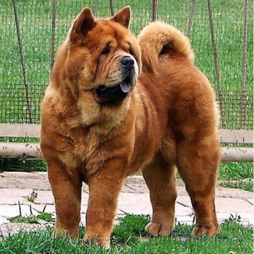 Chow's Who