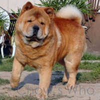 Chow's Who