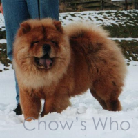 Chow's Who