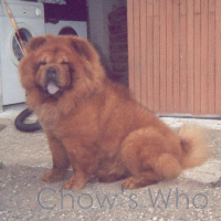 Chow's Who