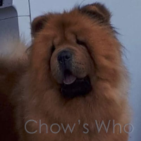 Chow's Who