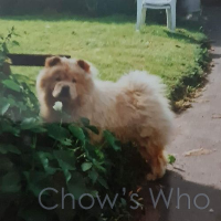 Chow's Who