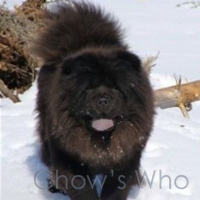 Chow's Who