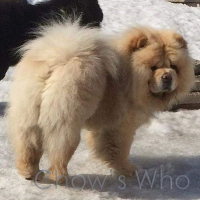 Chow's Who