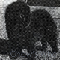 Chow's Who