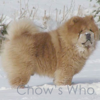 Chow's Who