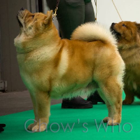 Chow's Who