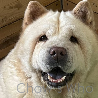 Chow's Who