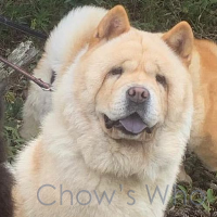 Chow's Who