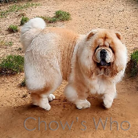 Chow's Who