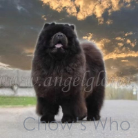 Chow's Who