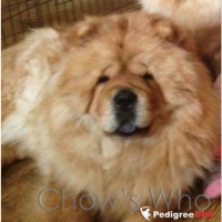 Chow's Who
