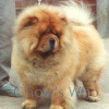 Chow's Who