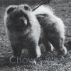 Chow's Who