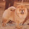 Chow's Who