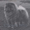 Chow's Who