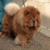 Chow's Who