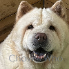 Chow's Who